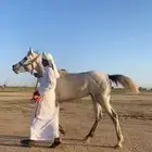 حصان شعبي كفو العمر سنتين ونص توه معسوف سليم شرط