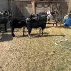 معزاء واليد