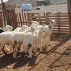طليان ضحايا