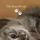 قطط شيرازي للتبني