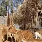 11 خروف ساكني للبيع جملة وتفريد