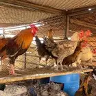 دجاج بياض