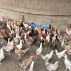الجله