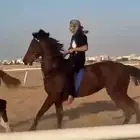 مطلوب 10 افراس فرس وحصان انقليزيه