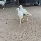 حريات