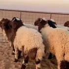 للبيع بهم نعيم