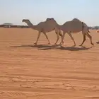 ضروبه مصعد بكر ولقحه رباع