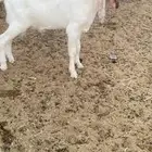 تيس ابيض مطور صنف