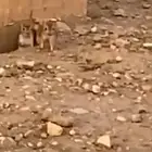 جوز سناجب