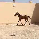 مهر واهو
