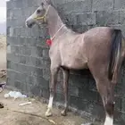 مهر رفيع جدا ومسكت شعبي