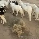 خرفان