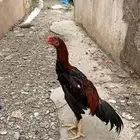 ديك شامو يباني