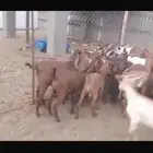 تيوس بلدي تربيه دهم محائليه