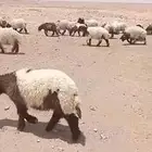 بهم نعيم بري 50 خروف صافي العلف شعير وبرسيم فقط