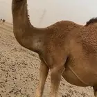 ناقة مزيونة