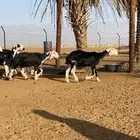 شياه نجد