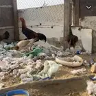 ديك مكس شامو