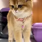 فندقة قطط vip بسعر رمزي وتحت مسؤليتنا منذو الاستلام لتسليم