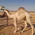 قعود للبيع