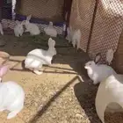 ارانب كفو كبار كلها ودفع