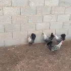دجاج فيومي