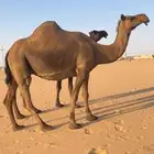 لقحه