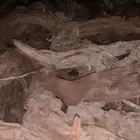شبه وكشته