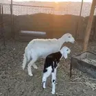 حريه متبع   تم البيع