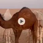 للبيع بكره قصب