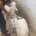 ذبايح ذبح توصيل ذبايح الطايف حري طايفي سواكني طايفي