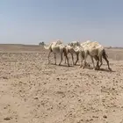 لقحات للبيع