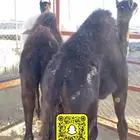 حشوان لبانيه على الحليب من بيشه بالثمن