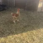 ديكه براهما