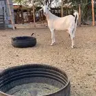 عنز بيشيه صنف الصنف