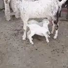 معزا متاومه