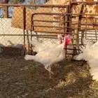ديكه رومي فرنسي
