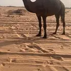 بعير مجهم فحل على حاكمان الفصام
