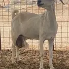 معزاء حليب