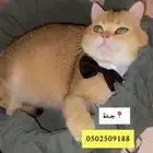 ذكررر للتزاوج للتزاوج الذكر للتزاوج للتوضيح للتزاوج 350