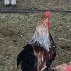 ديك بلدي اصيل اللون مميز