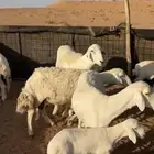 حريات خلفات