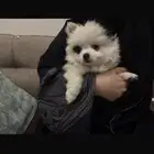 كلبه