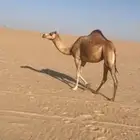 للبيع بكره ثنية الاب جميل بن طفلة شكل وسلاله فل ومنتج سبق