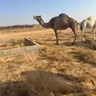 ناقه صفراء سديس ولدها له شهر ضروبه سالمه من العيوب