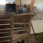 حمام رقاص