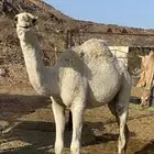 قعدان وبكار فل شحم