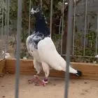 للبيع جوز تيدي
