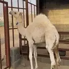 قعود