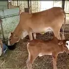 بقره للبيع